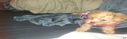 Yorkiepoo dogs for sale: Yorkiepoo Puppy 1 - Ad 4