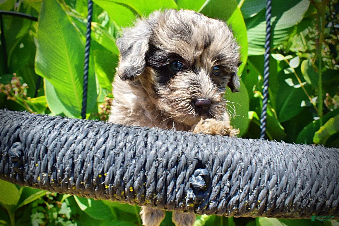 Havapoo dogs for sale: Indy - Ad 2