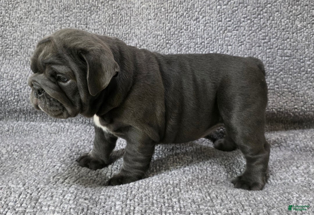 English Bulldog dogs for sale: Bell - Ad 4