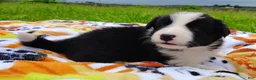 Border Collie dogs for sale: Eco - Ad 13