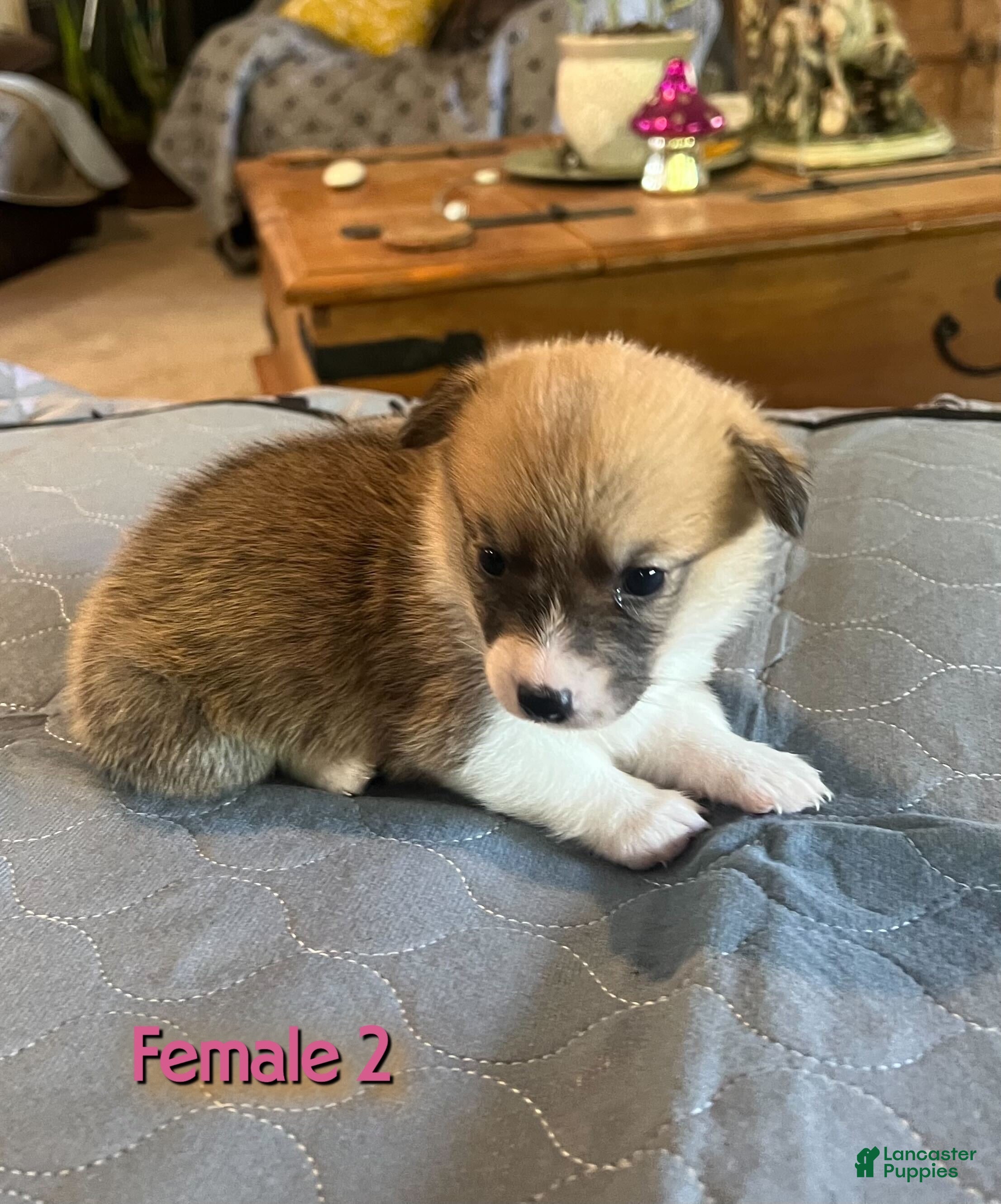 Welsh Corgi Pembroke dogs Welsh Corgi Pembroke Puppy 4 - Ad 2