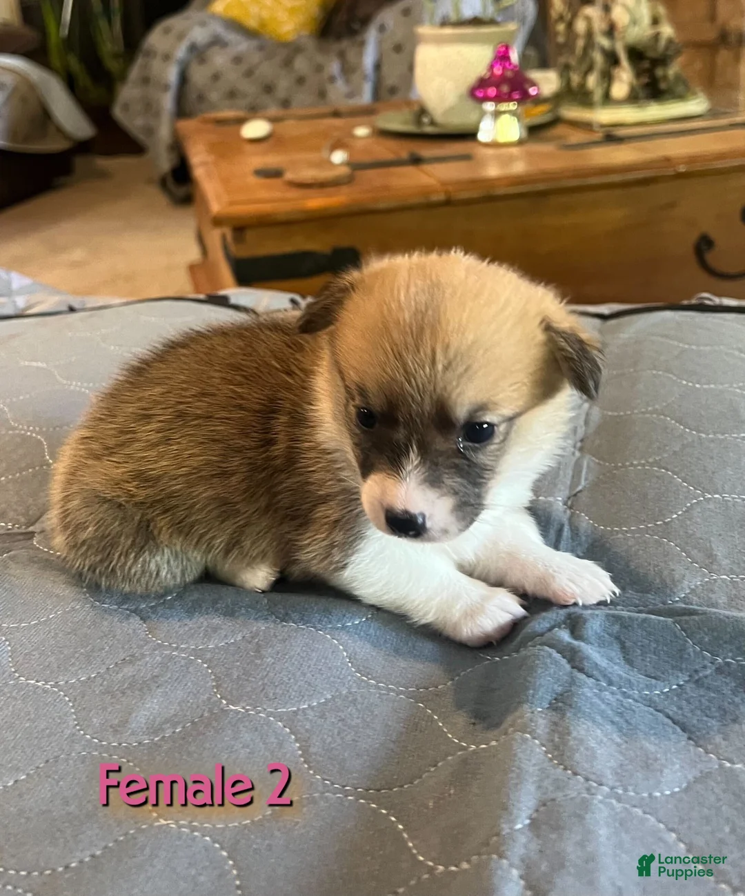 Welsh Corgi Pembroke dogs for sale: Welsh Corgi Pembroke Puppy 4 - Ad 2
