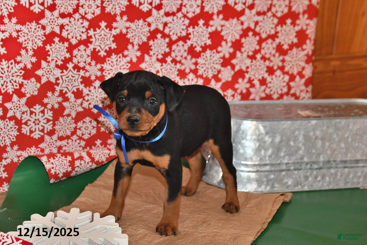 Miniature Pinscher dogs Denver - Ad 3