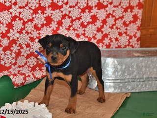 Miniature Pinscher dogs Denver - Ad 21