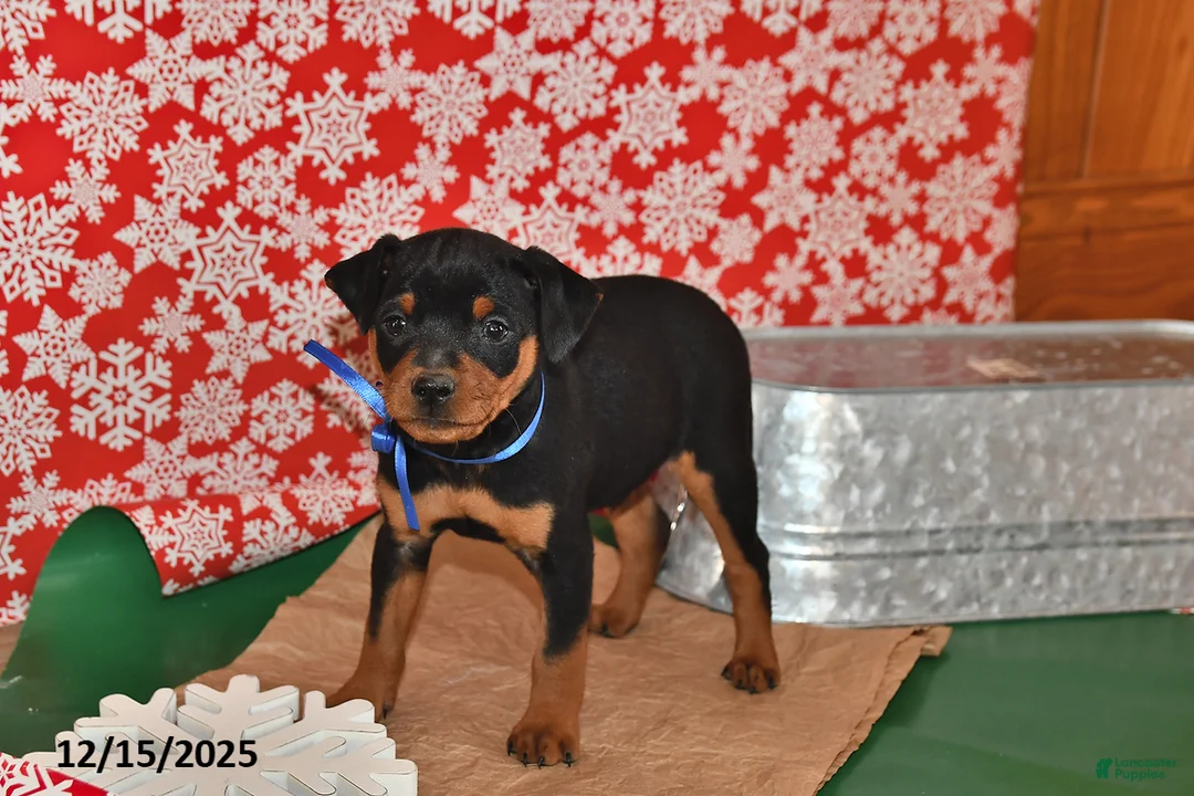 Miniature Pinscher dogs for sale: Denver - Ad 1