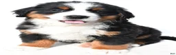 Bernese Mountain Dog dogs for sale: Bailey - Ad 6