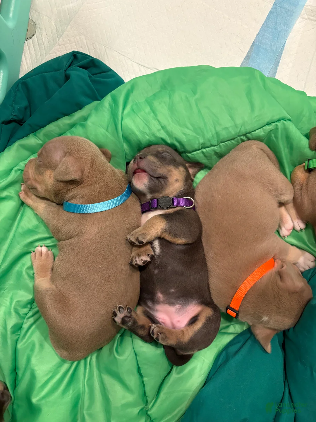 American Bully dogs for sale: American Bully Puppy 7 - Ad 1