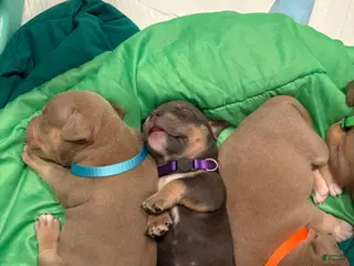 American Bully dogs American Bully Puppy 7 - Ad 10