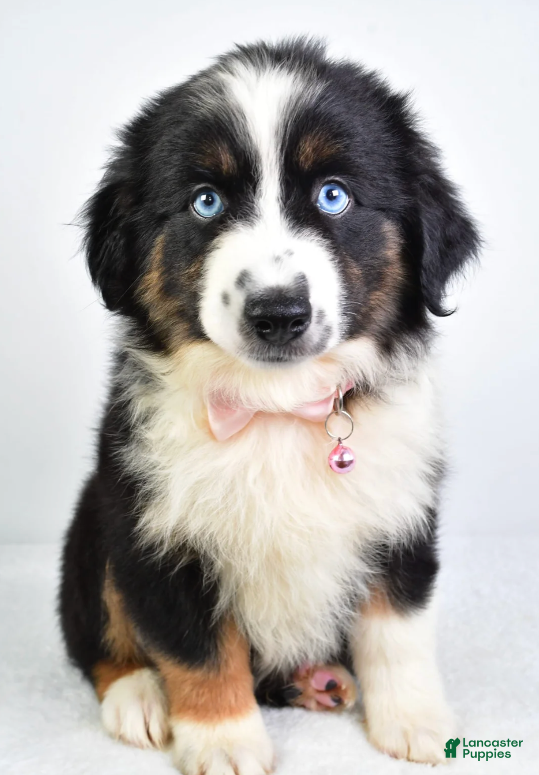 Miniature Australian Shepherd dogs for sale: Jody - Ad 4