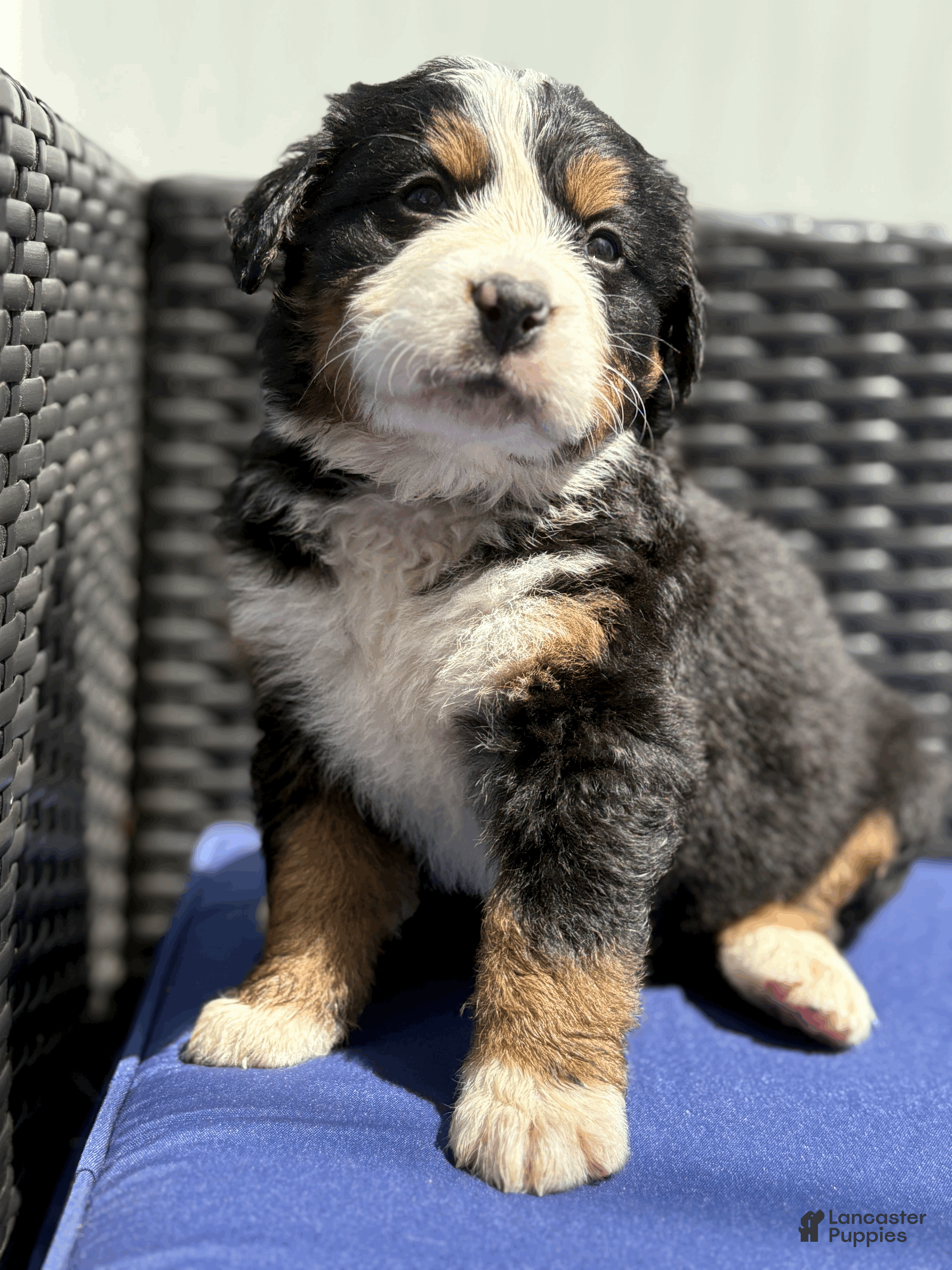 Bernese Mountain Dog dogs Otis  - Ad 2