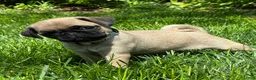 Pug dogs for sale: Bella - Ad 2
