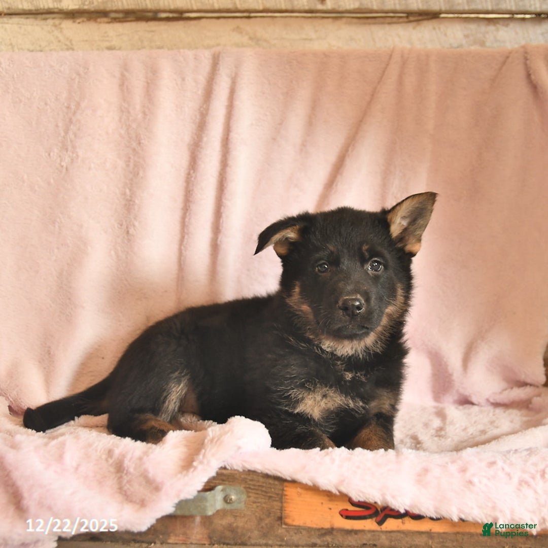 German Shepherd dogs for sale: Bambi  - Ad 5