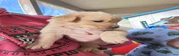 Golden Retriever dogs for sale: Tucker (yellow) - Ad 3