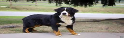 Bernese Mountain Dog dogs for sale: Drew - Ad 12