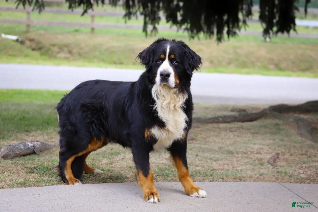 Bernese Mountain Dog dogs for sale: Drew - Ad 12