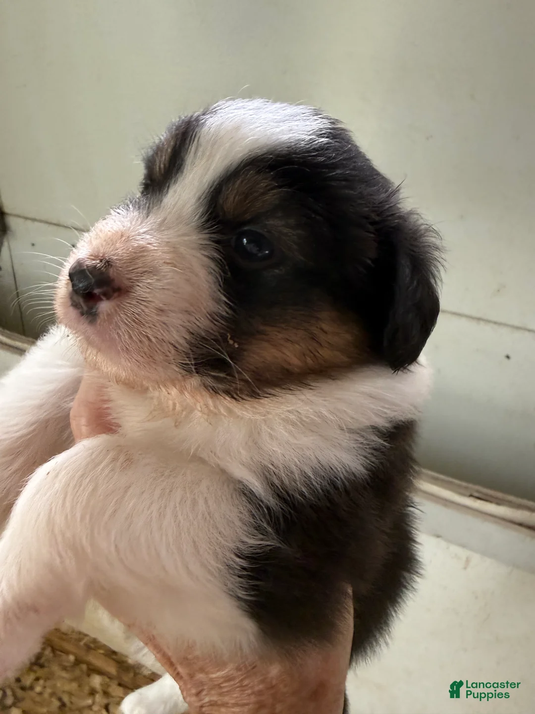 Australian Shepherd dogs for sale: Jaclyn - Ad 2