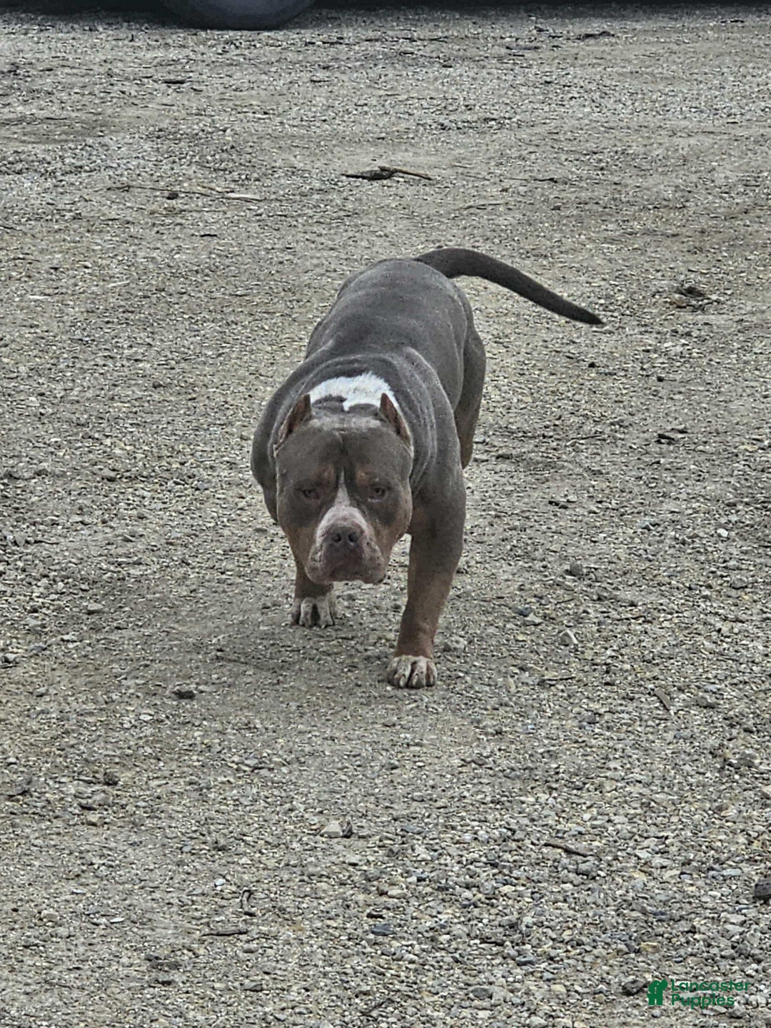 American Bully dogs for sale: Diem - Lilac - Ad 7