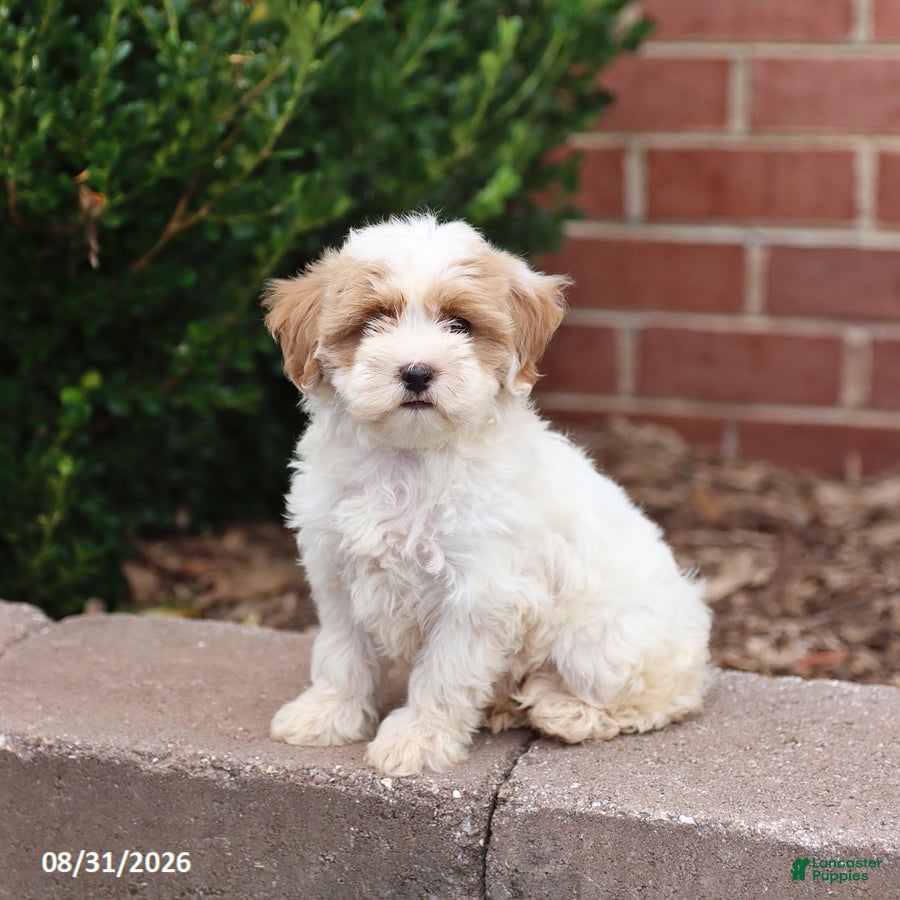 Maltipoo dogs Norah - Ad 1