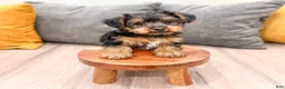 Yorkshire Terrier dogs for sale: Isaac - Ad 2