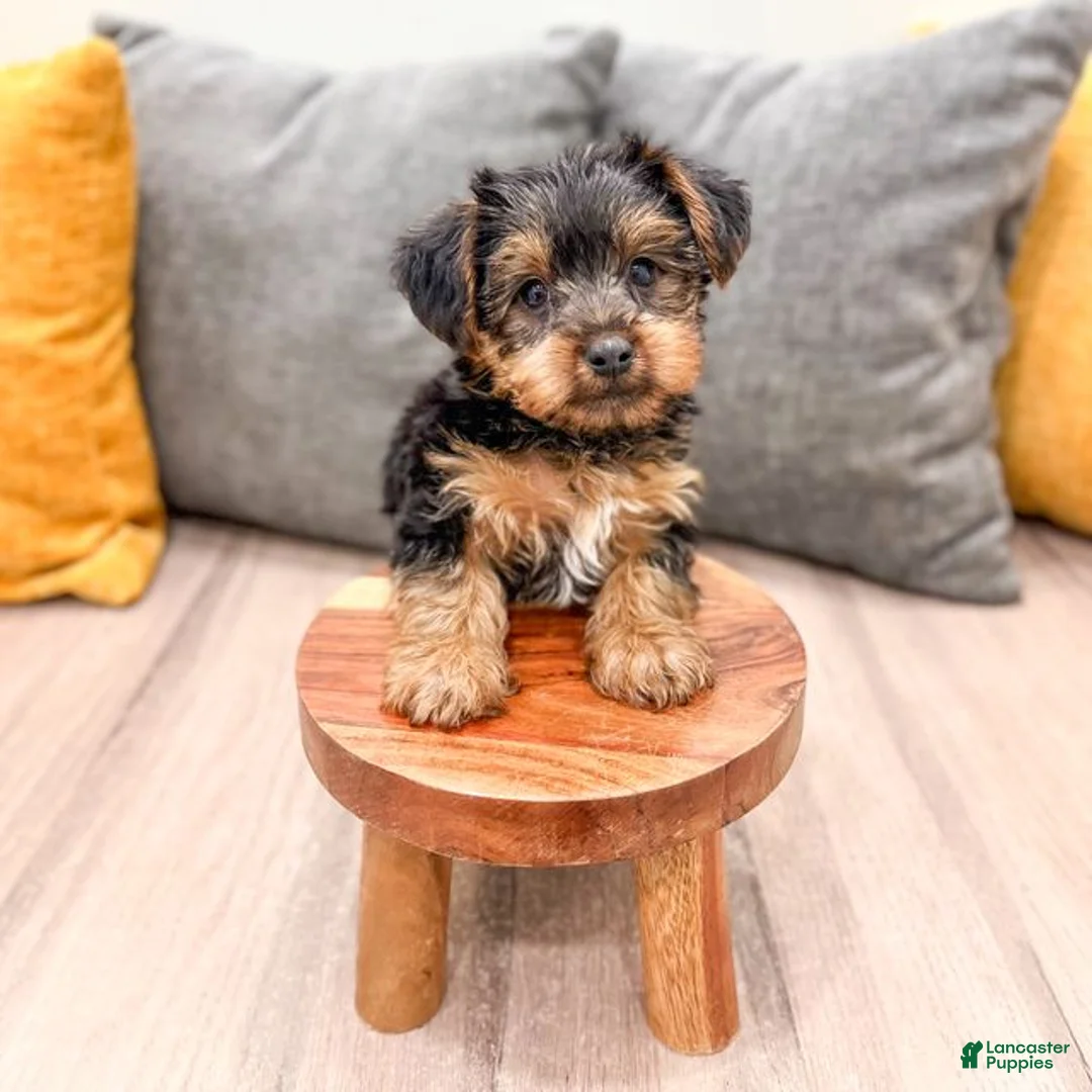 Yorkshire Terrier dogs for sale: Isaac - Ad 2