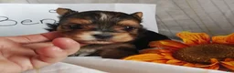 Yorkshire Terrier dogs for sale: Benson - Ad 3