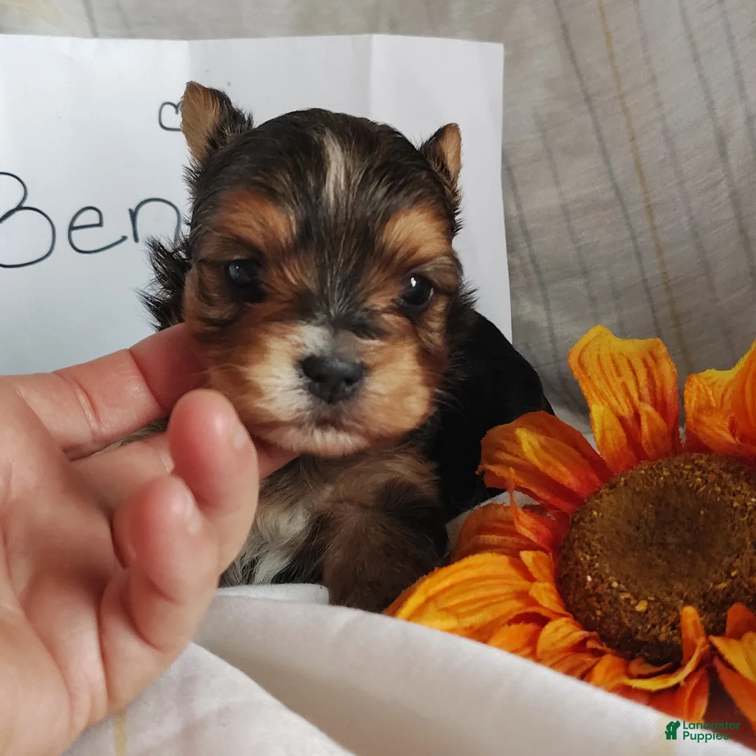 Yorkshire Terrier dogs for sale: Benson - Ad 3