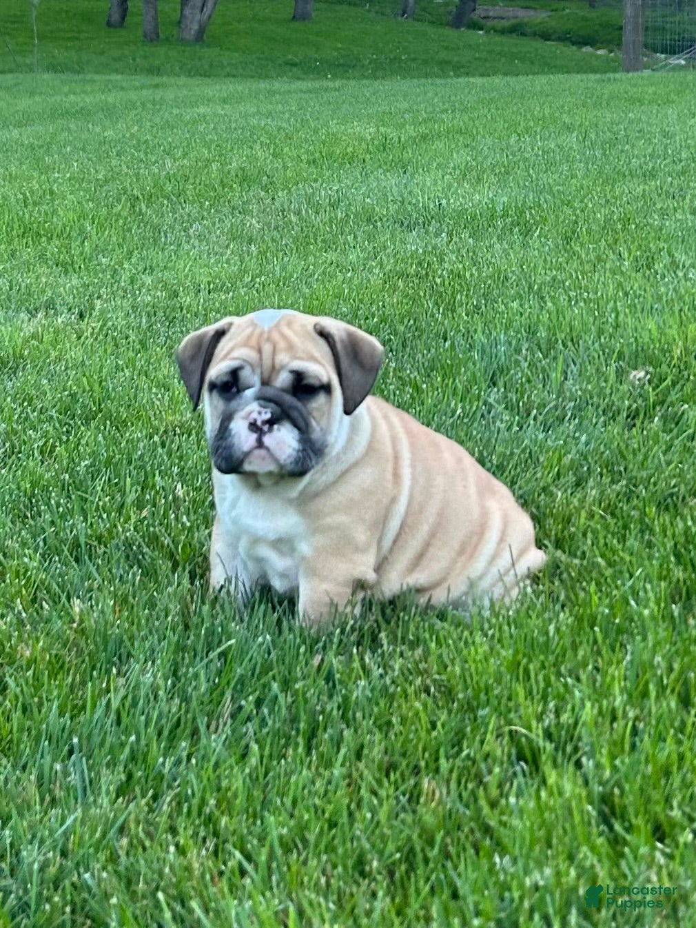 English Bulldog dogs Valerie - Ad 1