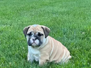 English Bulldog dogs for sale: Valerie - Ad 2
