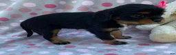 Cavalier King Charles Spaniel dogs for sale: Oakley-small - Ad 3