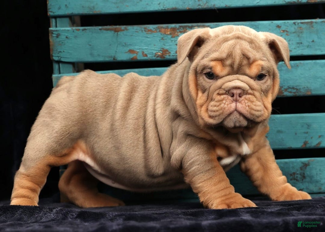 English Bulldog dogs for sale: Shelly - Ad 3