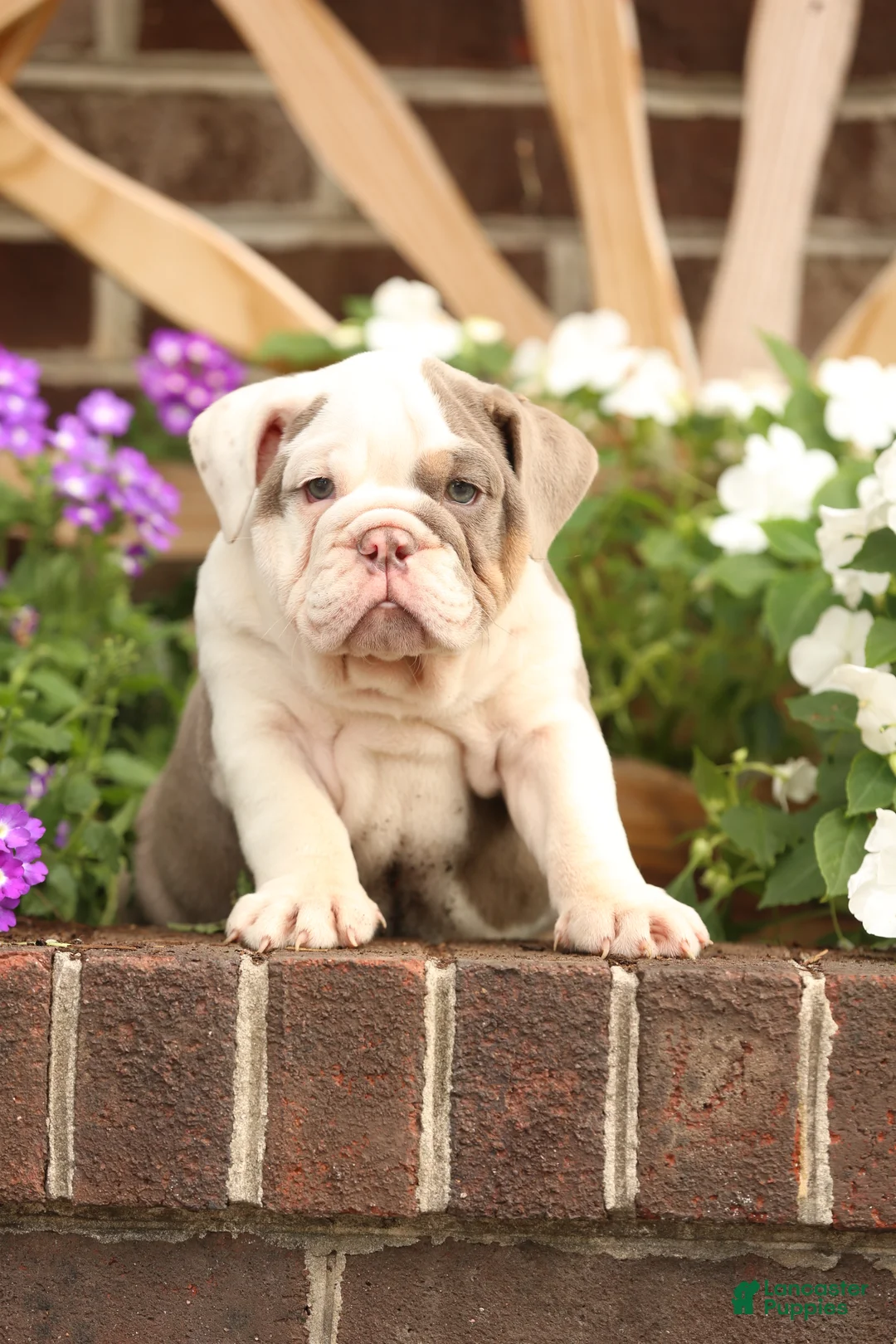 English Bulldog dogs for sale: Amber - Ad 3