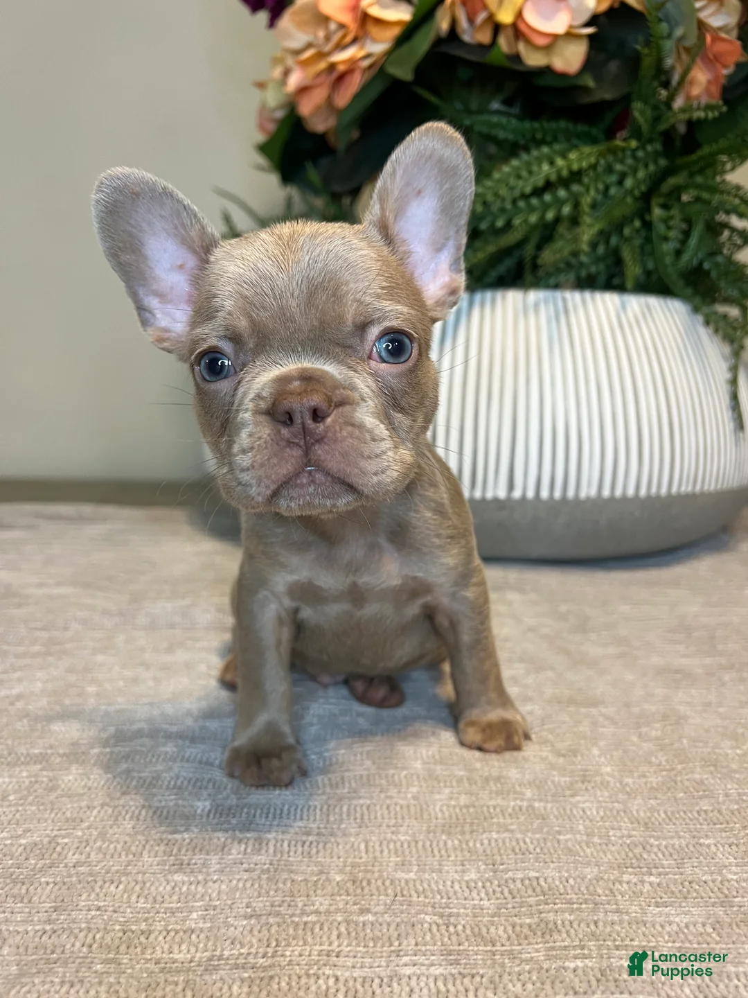 French Bulldog dogs for sale: Benji - Ad 8