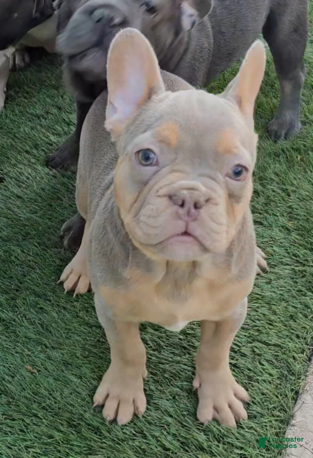 French Bulldog dogs for sale: French Bulldog Puppy 1 - Ad 2