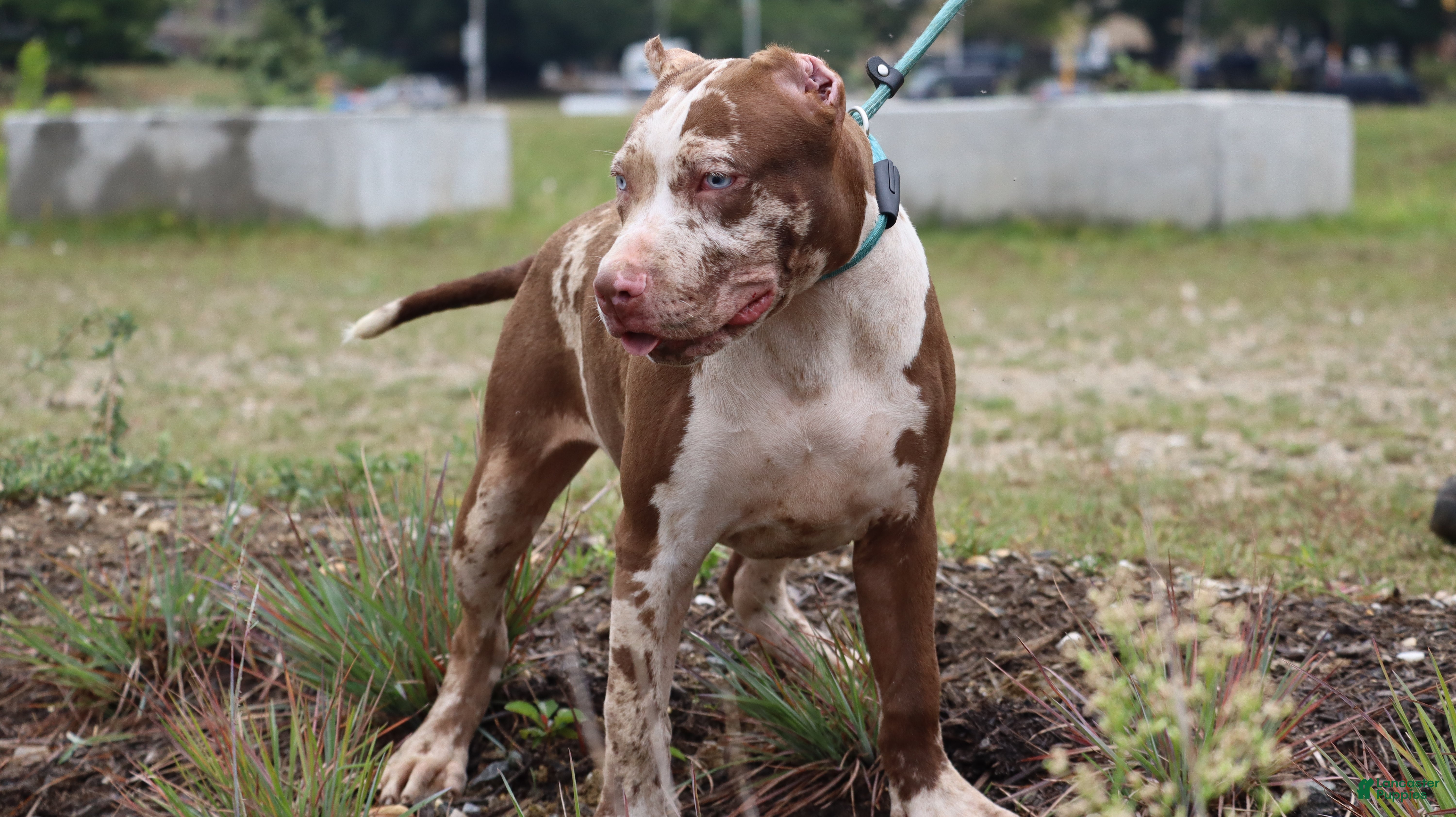 American Bully dogs Iris - Ad 2