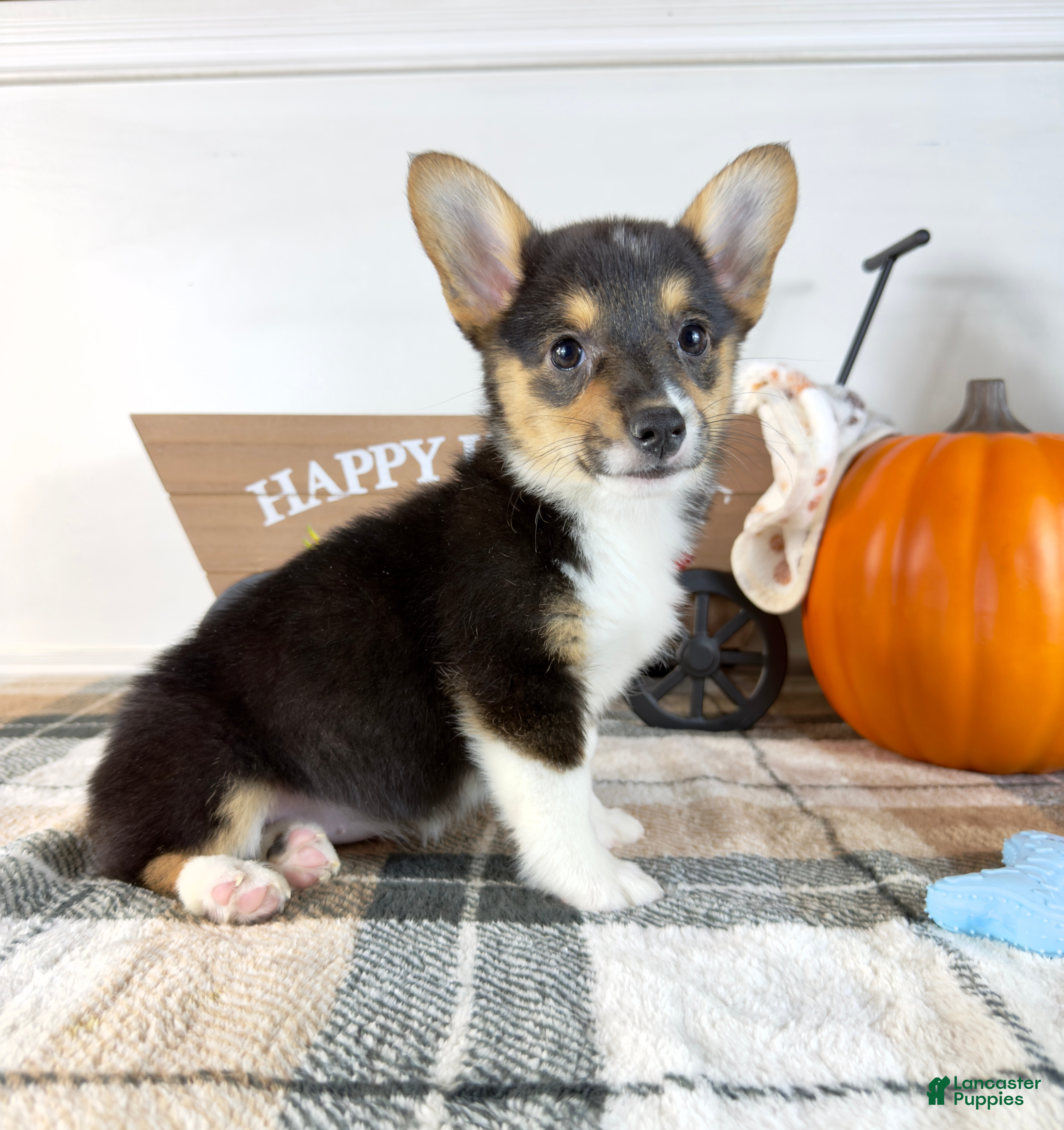 Pembroke Welsh Corgi