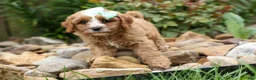 Cavapoo dogs for sale: Violet 💗 - Ad 8