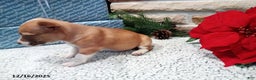 Jack Russell Terrier dogs for sale: Hope - Ad 3