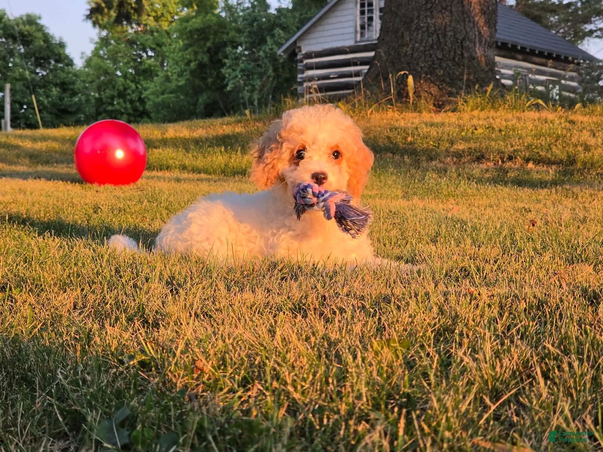 Cavapoo dogs for sale: Cardamom  - Ad 3