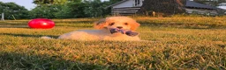 Cavapoo dogs for sale: Cardamom  - Ad 1