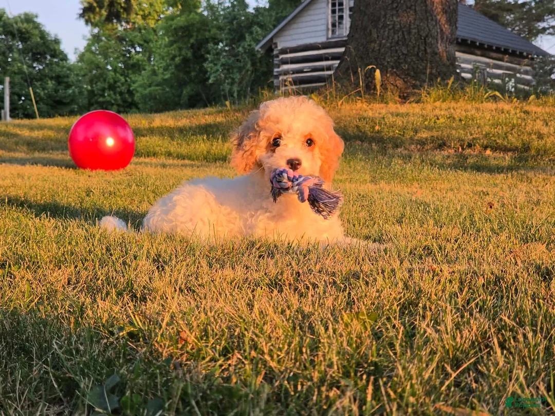 Cavapoo dogs for sale: Cardamom  - Ad 1