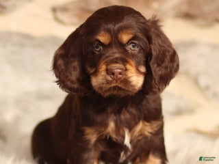 Cocker Spaniel dogs Dumpling - Ad 8