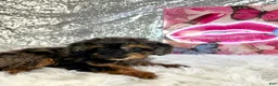 Mixed Breed dogs for sale: Solo - Ad 2