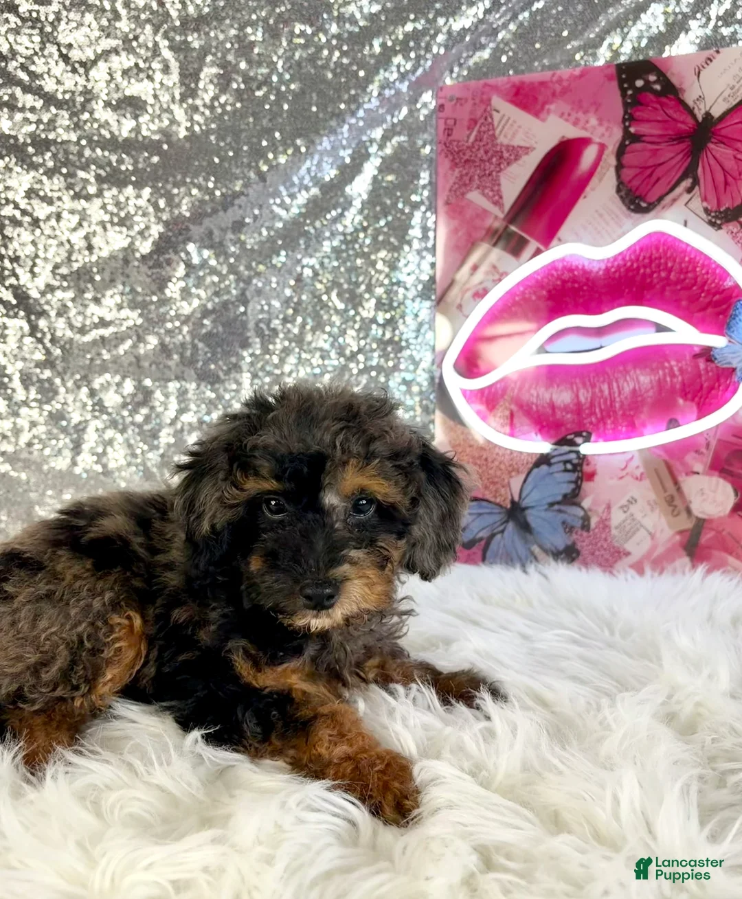Mixed Breed dogs for sale: Solo - Ad 2