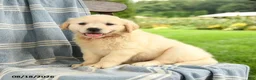 Mixed Breed dogs for sale: Camille - Ad 3