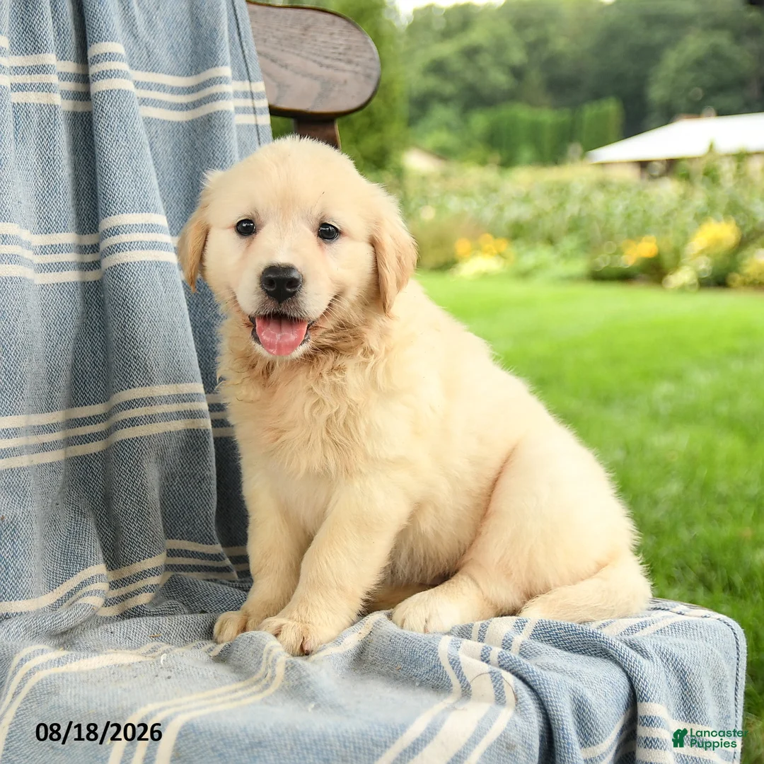 Mixed Breed dogs for sale: Camille - Ad 3