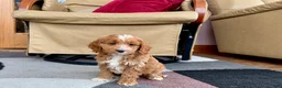 Cockapoo dogs for sale: Cockapoo female 3 - Ad 4