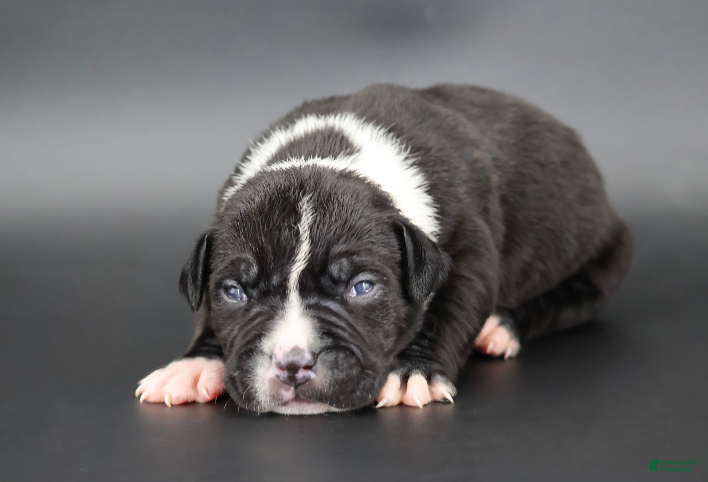 American Bully dogs Camellia - Ad 1