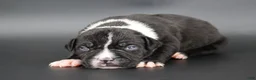 American Bully dogs for sale: Camellia - Ad 1
