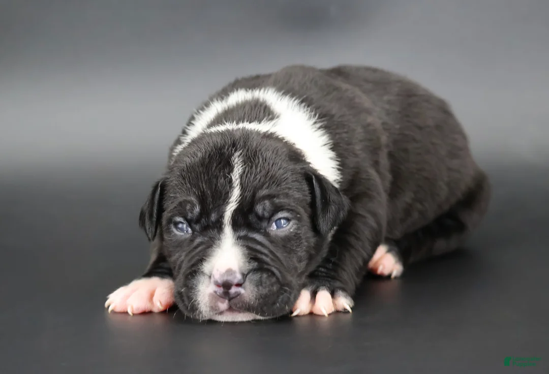 American Bully dogs for sale: Camellia - Ad 1