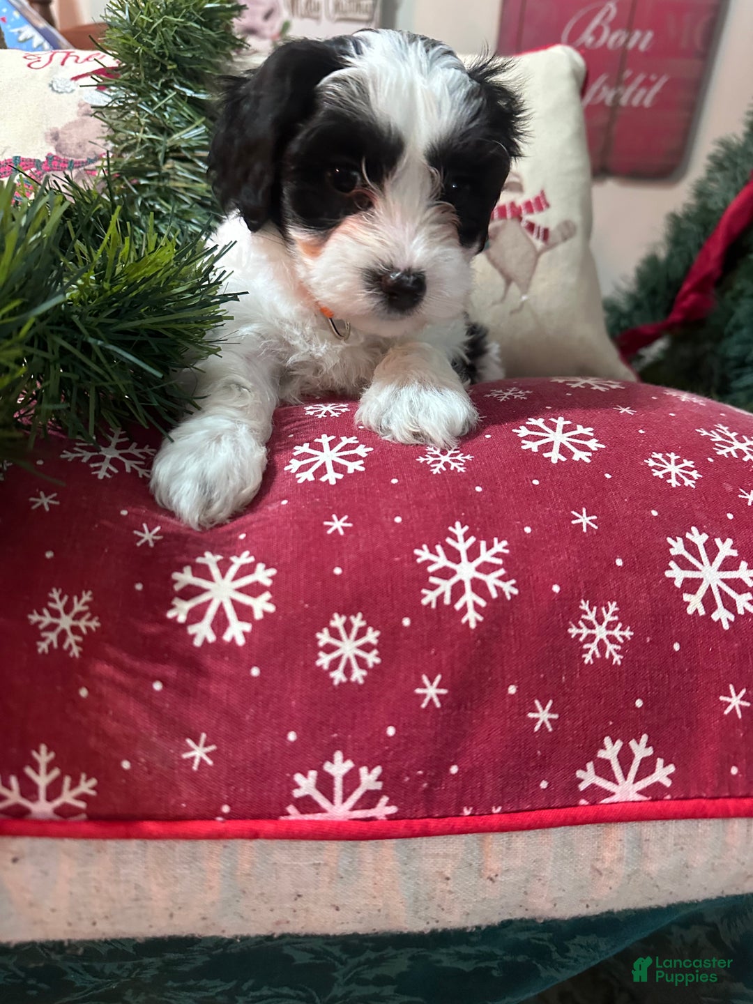 Maltipoo dogs for sale: Maltipoo Puppy 1 - Ad 2